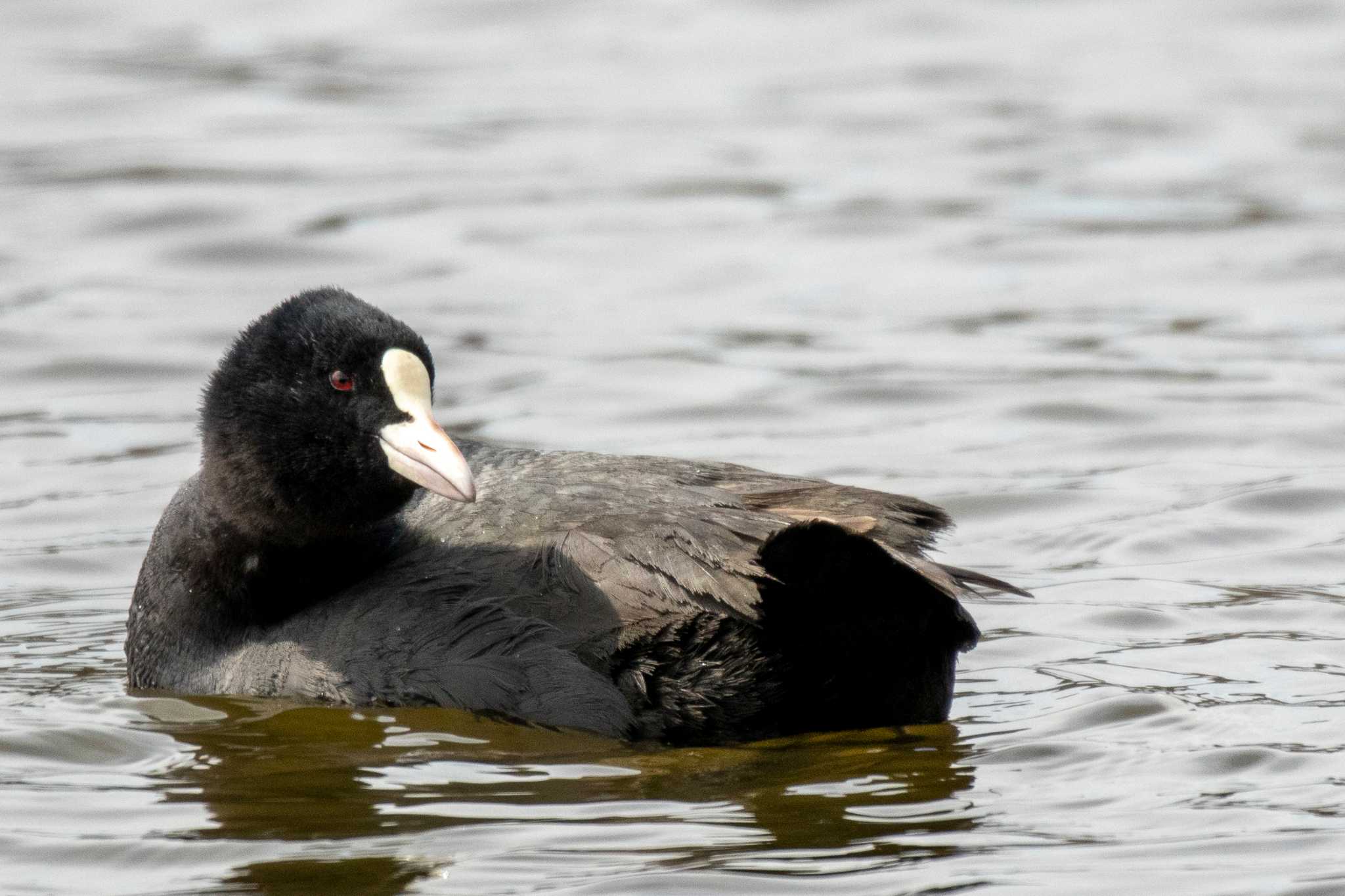 Photo of Eurasian Coot at 登米市平筒沼いこいの森 by かつきち