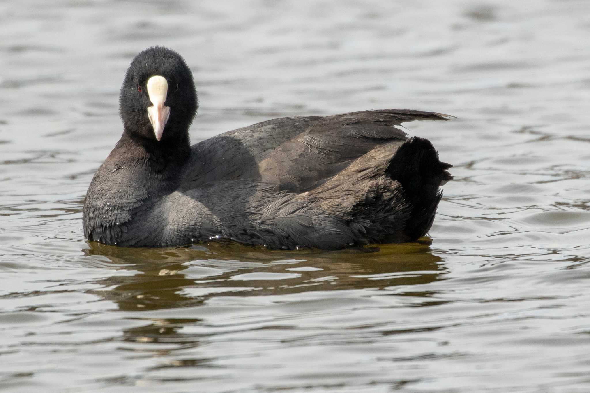 Photo of Eurasian Coot at 登米市平筒沼いこいの森 by かつきち