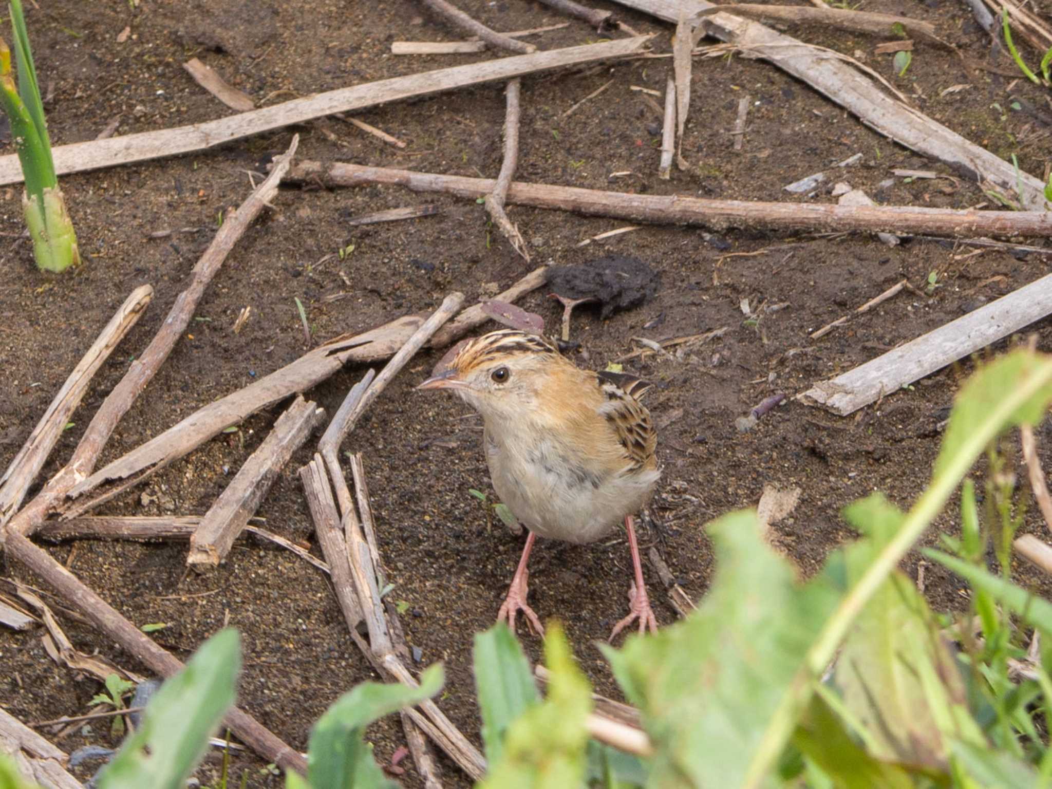 境川遊水地公園 セッカの写真 by Tosh@Bird