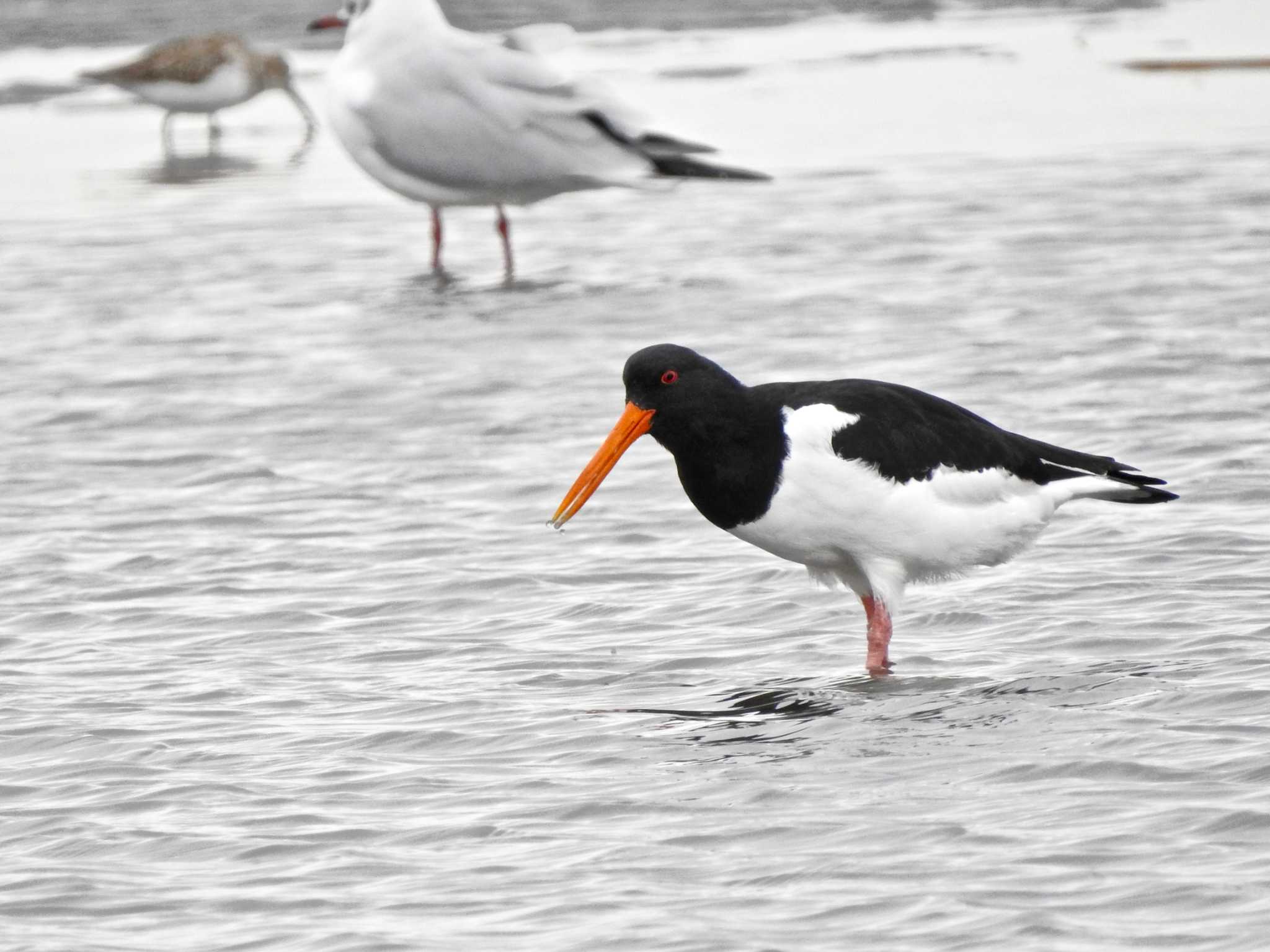 Photo of Eurasian Oystercatcher at Sambanze Tideland by TK2