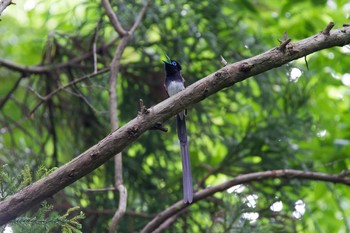 サンコウチョウ 神奈川　林道 2015年6月2日(火)