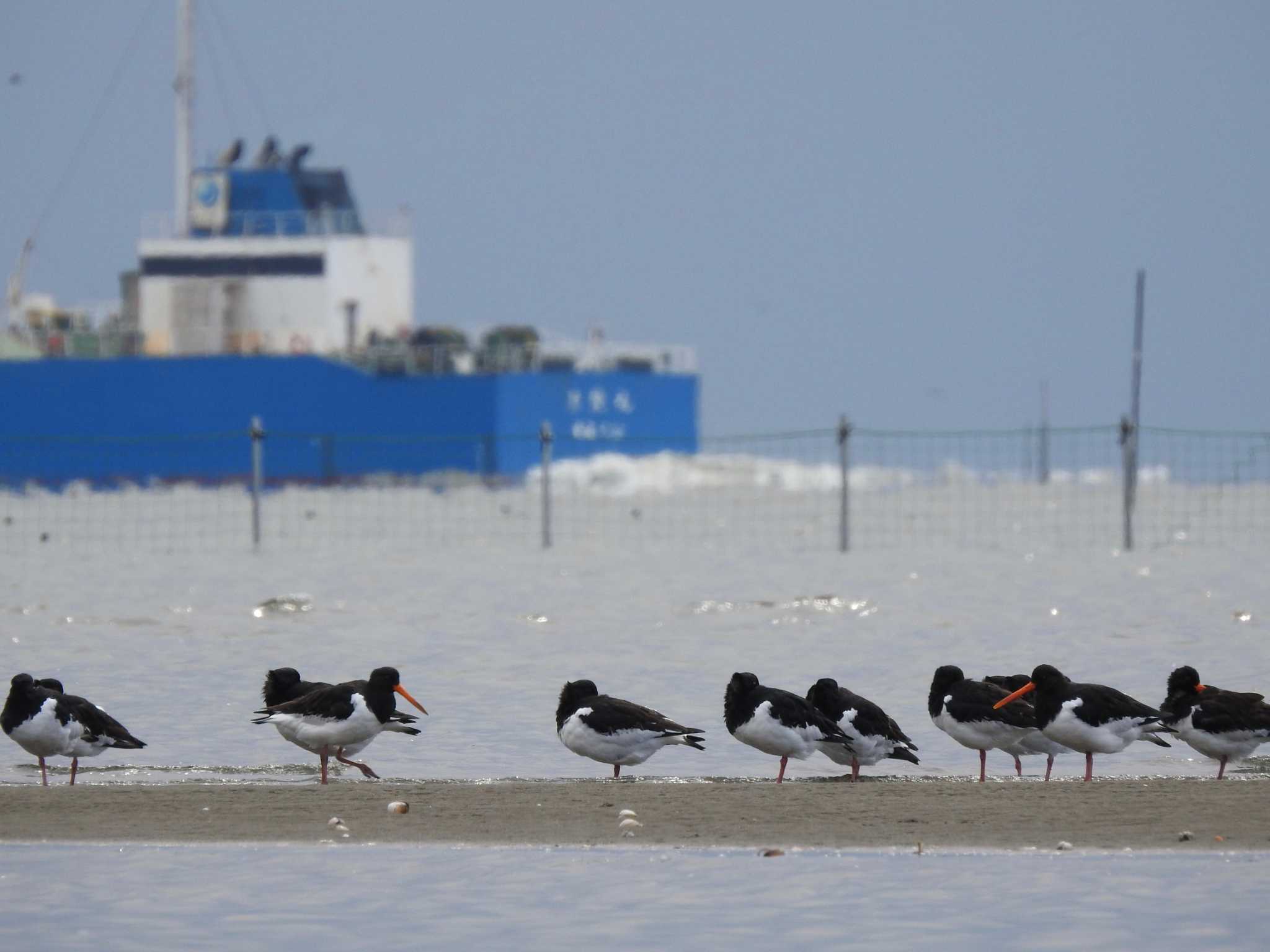 ふなばし三番瀬海浜公園 ミヤコドリの写真 by TK2