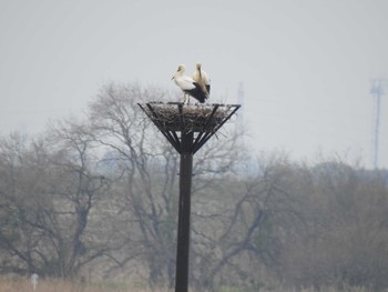 Oriental Stork Watarase Yusuichi (Wetland) Sat, 3/28/2020