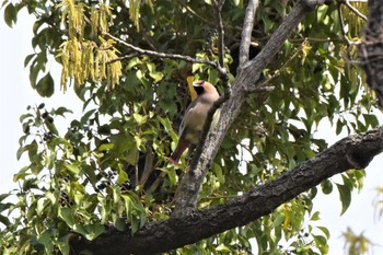 Japanese Waxwing 荒川大麻生公園 Sat, 3/28/2020