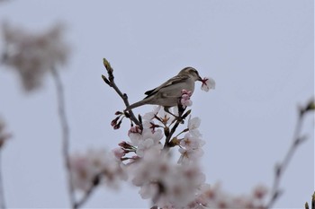 ニュウナイスズメ 川里中央公園 2020年3月28日(土)