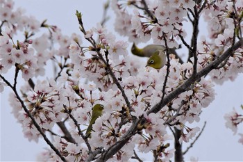 メジロ 川里中央公園 2020年3月28日(土)