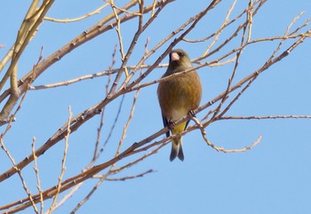 カワラヒワ 真駒内公園 2020年3月24日(火)