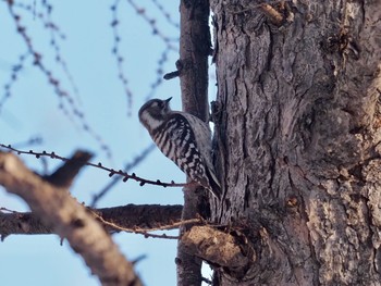 2020年3月24日(火) 真駒内公園の野鳥観察記録