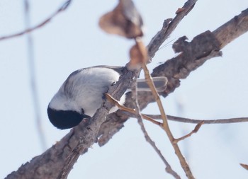 ハシブトガラ 真駒内公園 2020年3月24日(火)