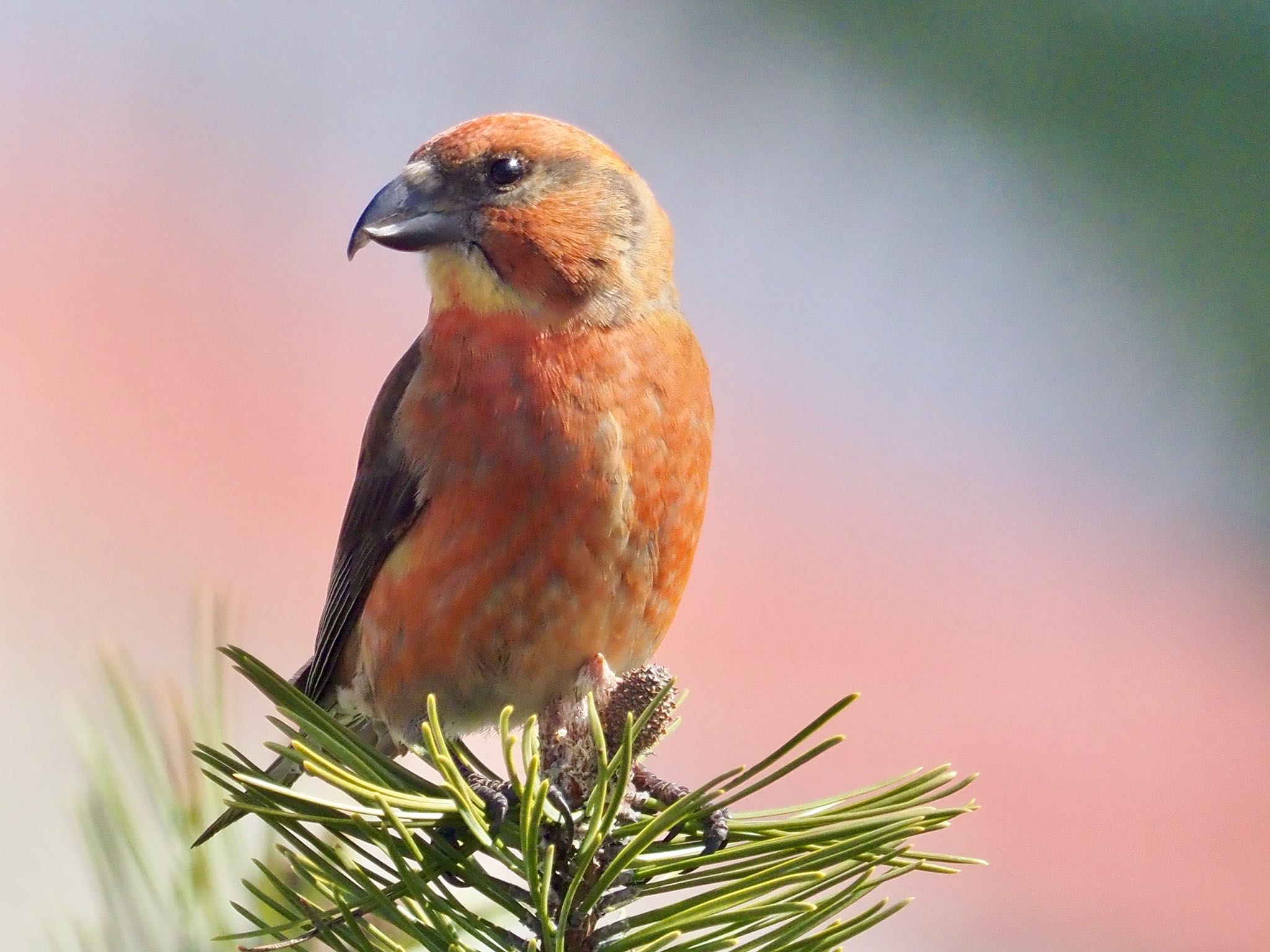 Photo of Red Crossbill at Makomanai Park by okamooo