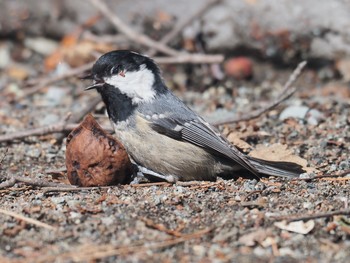 2020年3月25日(水) 円山公園の野鳥観察記録