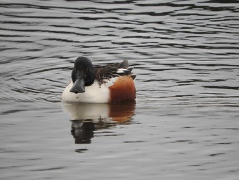 Northern Shoveler 海王バードパーク Tue, 3/8/2016