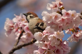 スズメ 東京都荒川区 2020年3月1日(日)