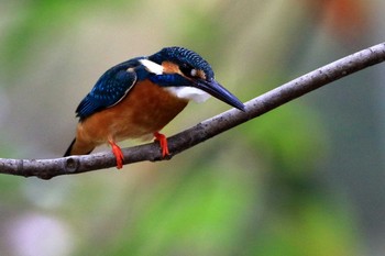 Common Kingfisher 愛知県 知多半島 Sat, 3/28/2020