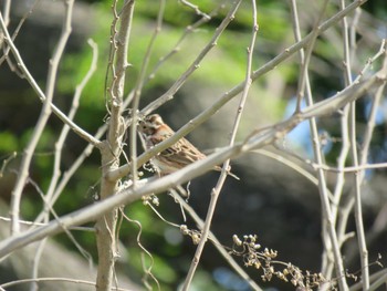 Rustic Bunting Watarase Yusuichi (Wetland) Fri, 3/20/2020