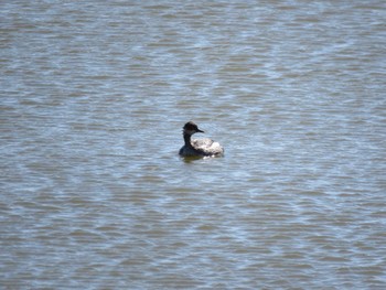 Black-necked Grebe Watarase Yusuichi (Wetland) Fri, 3/20/2020