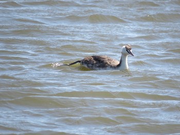 Great Crested Grebe Watarase Yusuichi (Wetland) Fri, 3/20/2020