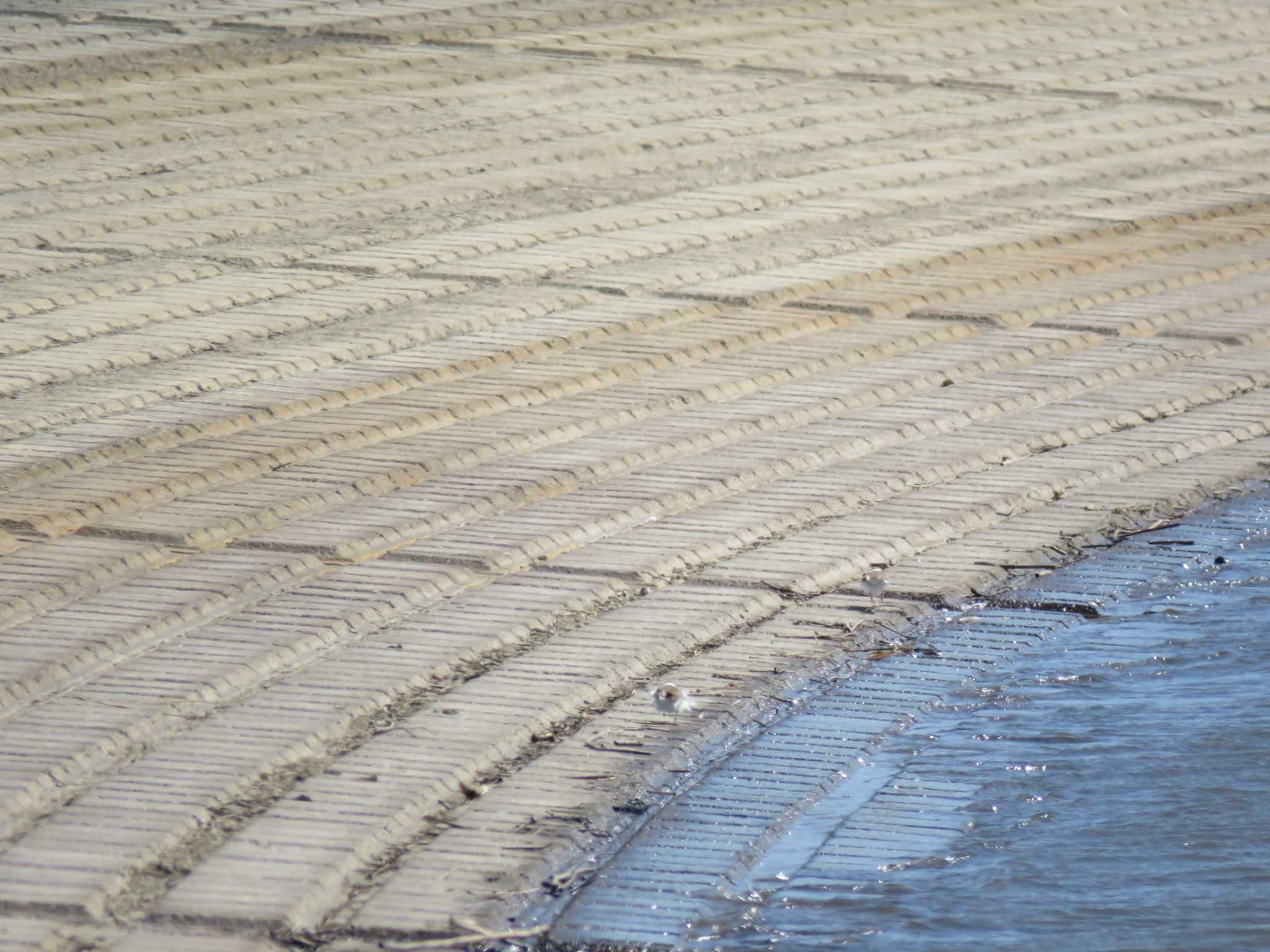 Little Ringed Plover