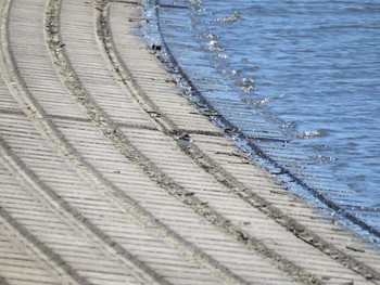 Little Ringed Plover Watarase Yusuichi (Wetland) Fri, 3/20/2020