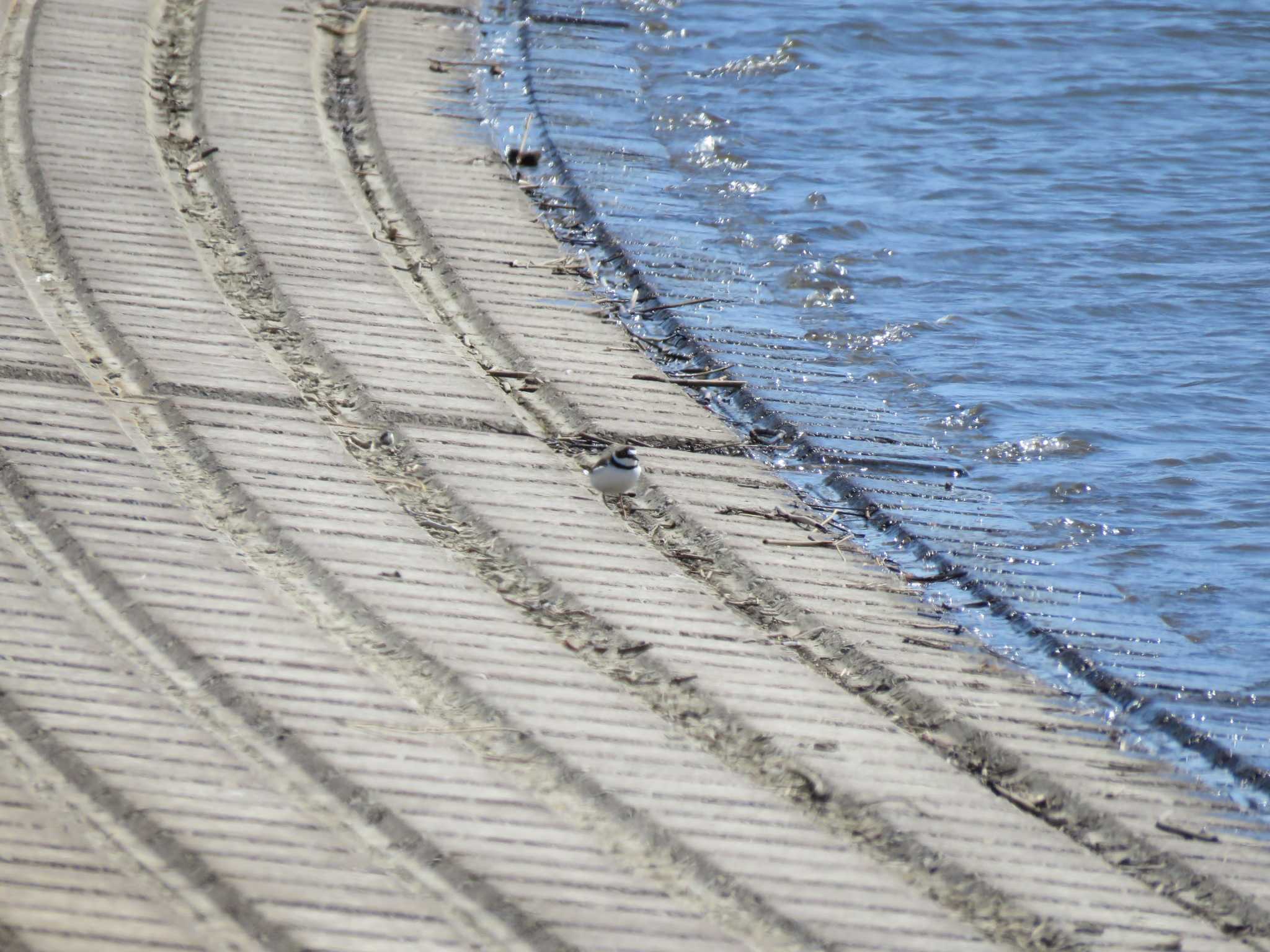 Little Ringed Plover