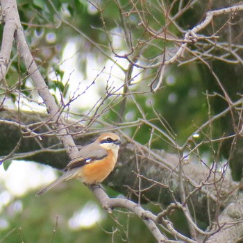 Bull-headed Shrike Unknown Spots Sat, 3/28/2020