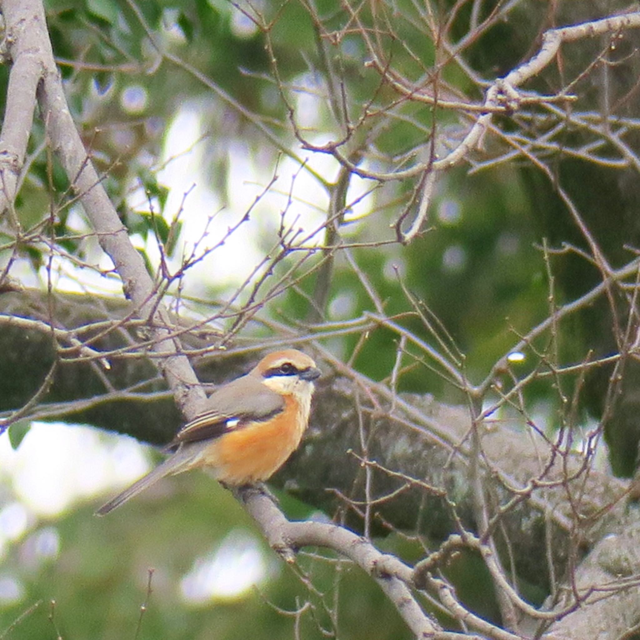 Photo of Bull-headed Shrike at  by ヤスベェ