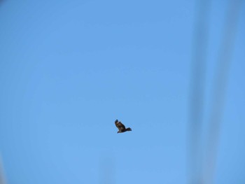 Eastern Buzzard Watarase Yusuichi (Wetland) Fri, 3/20/2020