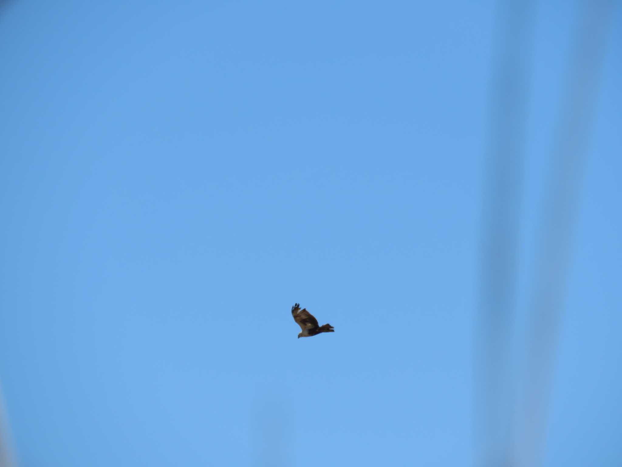 Eastern Buzzard