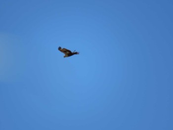 Eastern Buzzard Watarase Yusuichi (Wetland) Fri, 3/20/2020