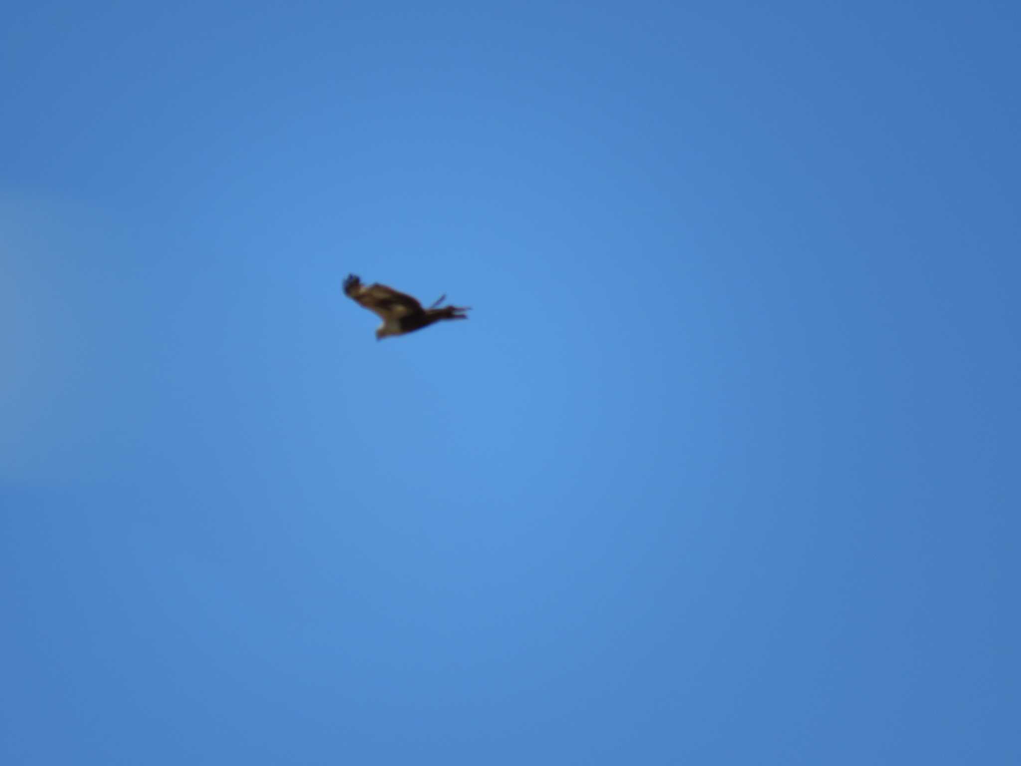 Eastern Buzzard