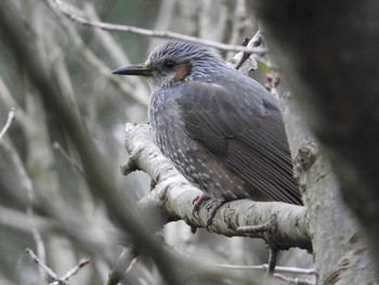 2016年3月8日(火) 海王バードパークの野鳥観察記録