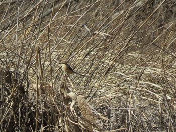 Bull-headed Shrike Watarase Yusuichi (Wetland) Fri, 3/20/2020