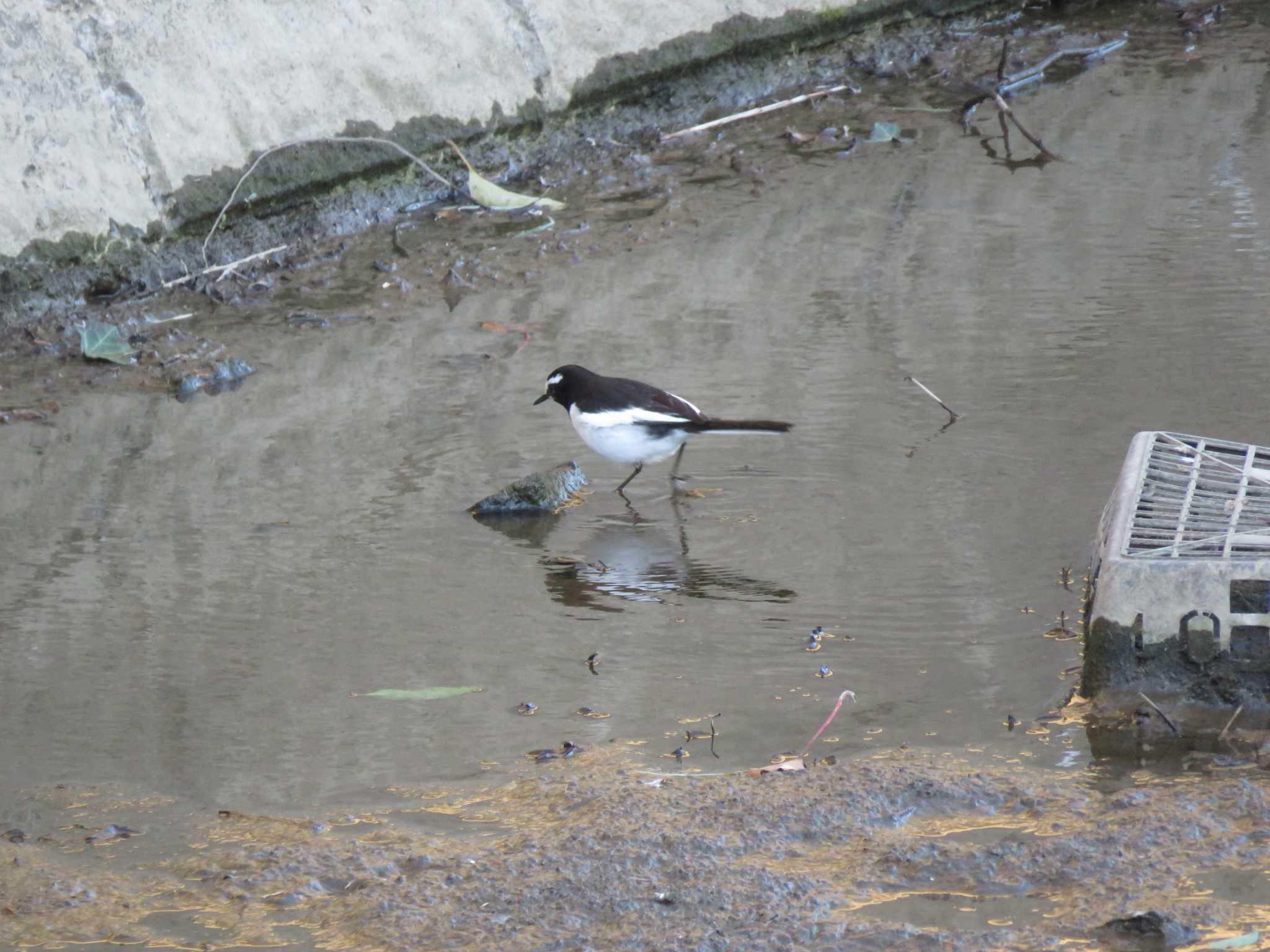 Japanese Wagtail