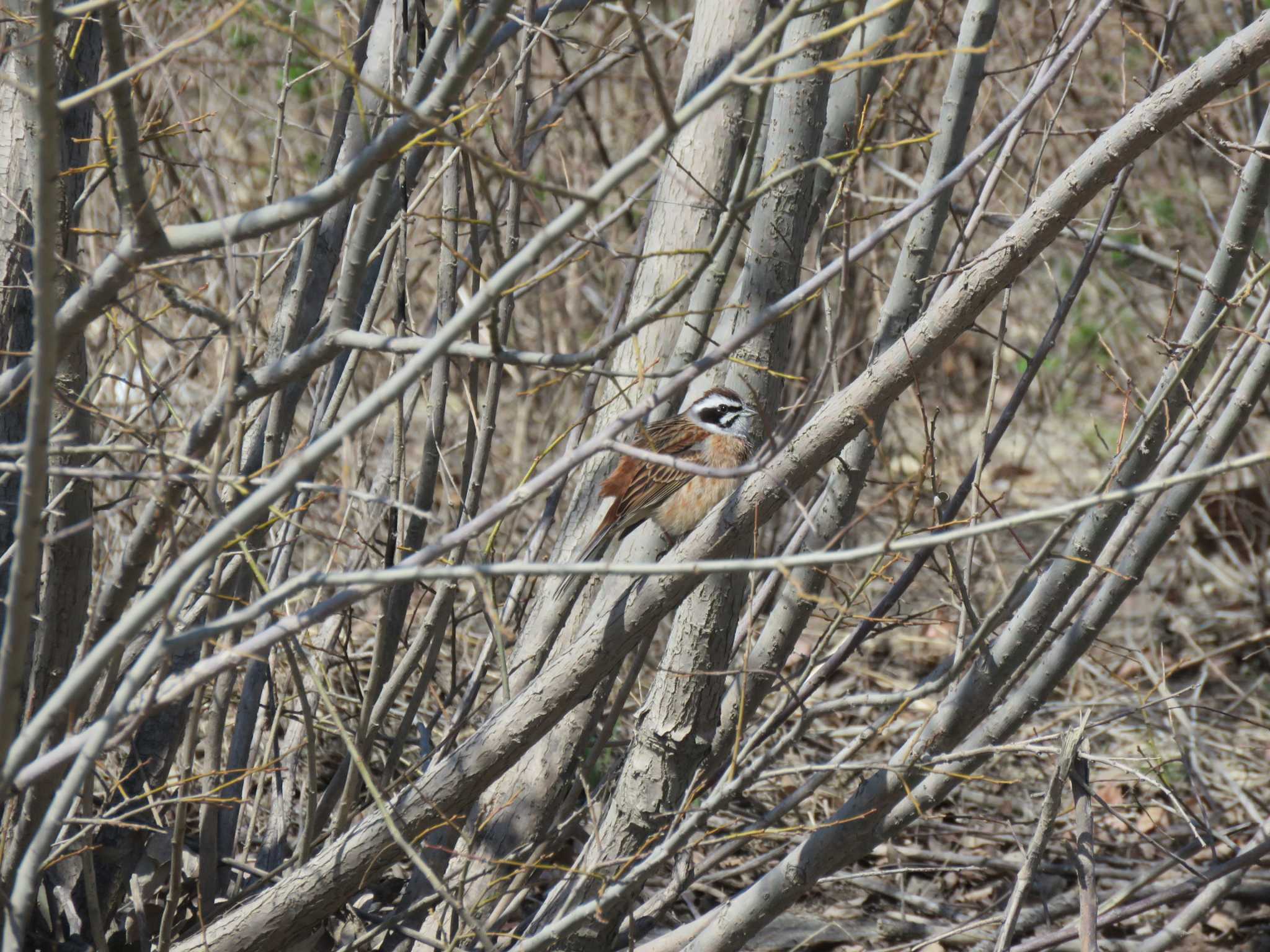 Meadow Bunting