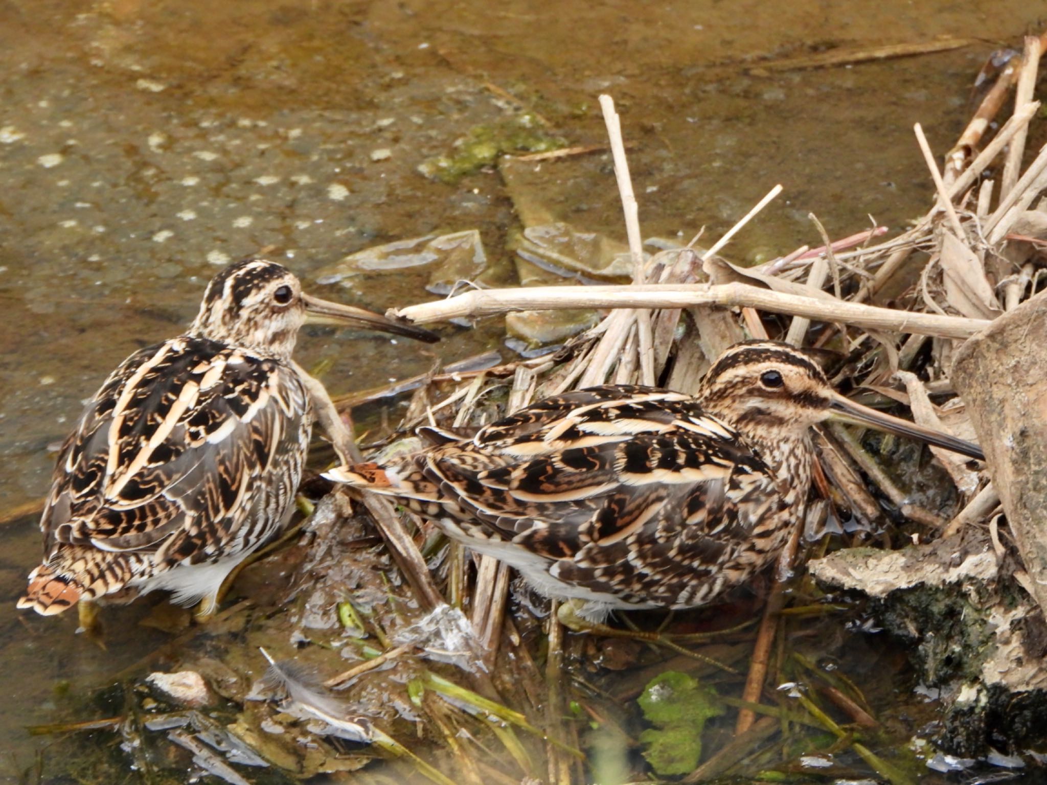 Photo of Common Snipe at 川越市 by なおんなおん