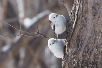 Long-tailed tit(japonicus) Asahiyama Memorial Park Thu, 4/30/2020