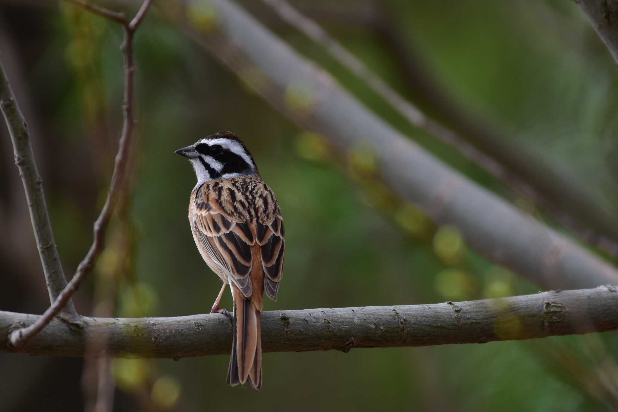 Photo of Meadow Bunting at さくら草公園 by とり撮り4010