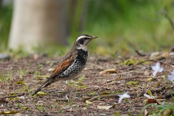 2020年3月27日(金) 哲学堂公園の野鳥観察記録