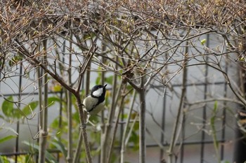 シジュウカラ 哲学堂公園 2020年3月27日(金)