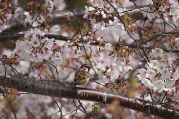 Eurasian Tree Sparrow 哲学堂公園 Fri, 3/27/2020