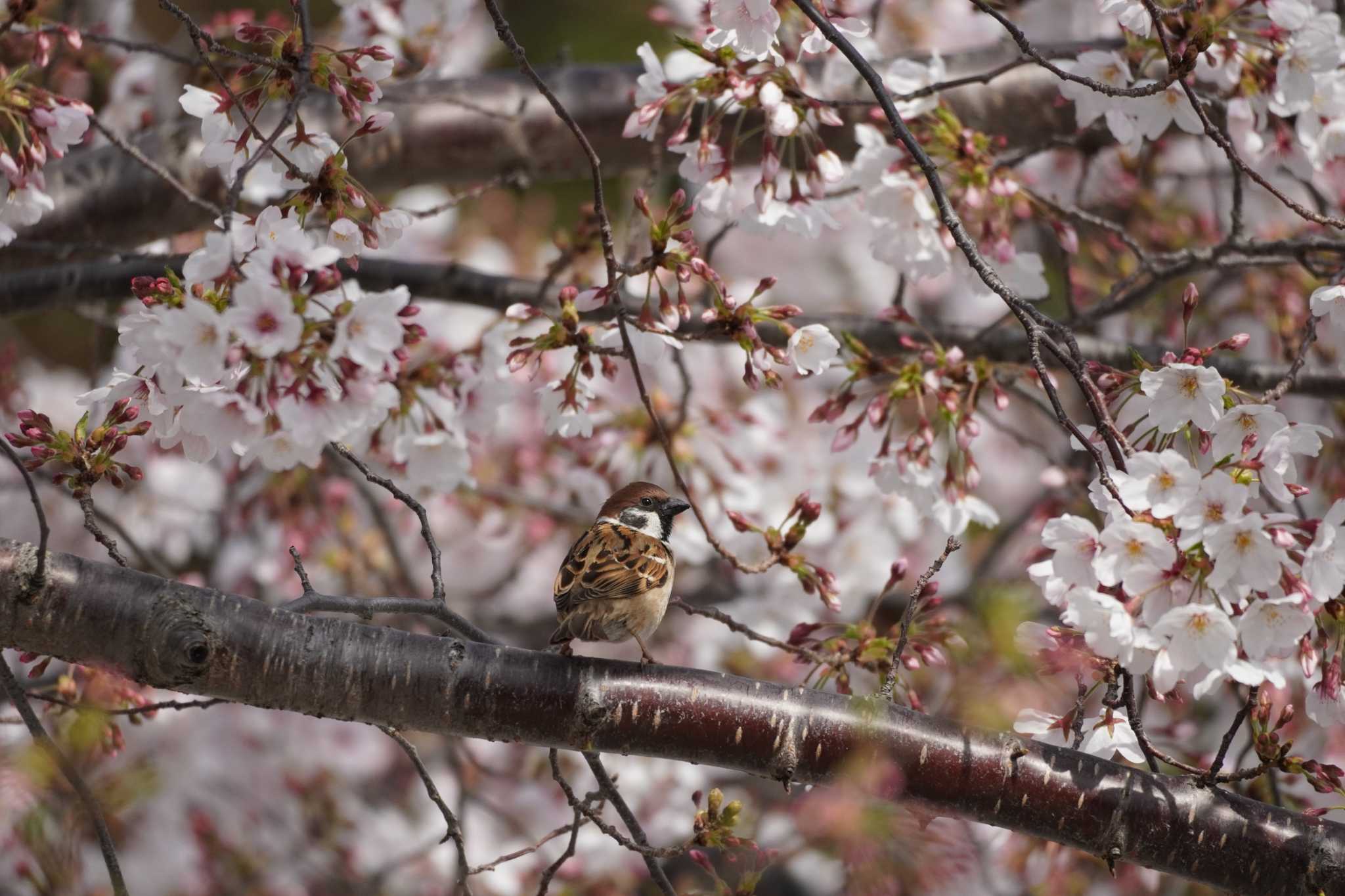 スズメと桜(2) by tori3