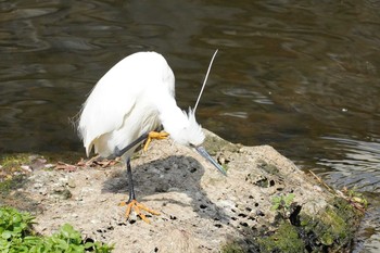 Little Egret 哲学堂公園 Fri, 3/27/2020