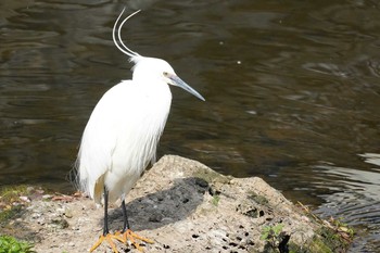 Little Egret 哲学堂公園 Fri, 3/27/2020