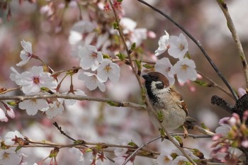 Eurasian Tree Sparrow 哲学堂公園 Fri, 3/27/2020