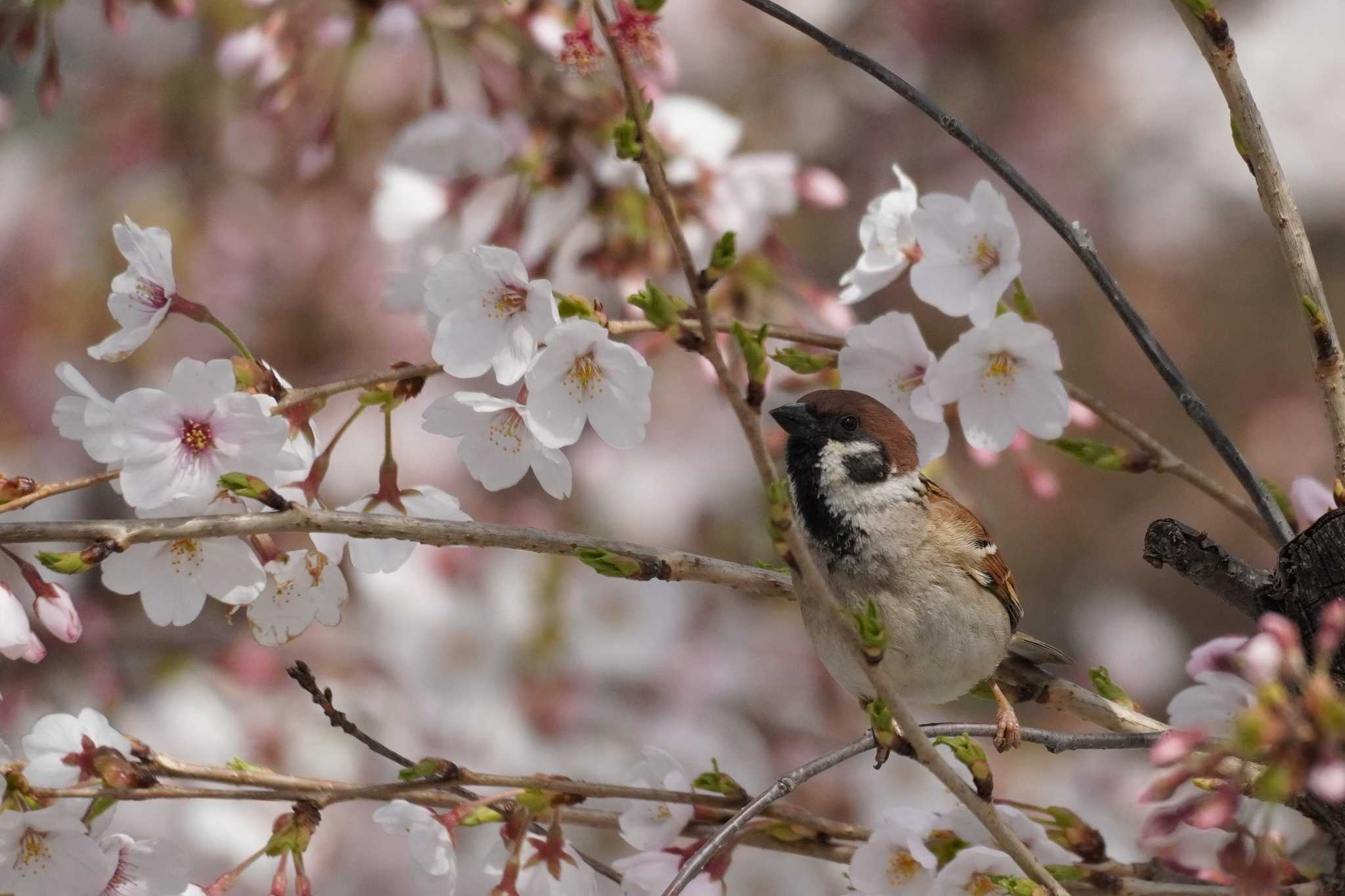 スズメと桜 by tori3