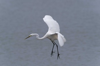 Great Egret 西宮市 Sat, 3/28/2020