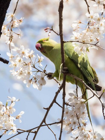 2020年3月21日(土) 東京大学附属植物園の野鳥観察記録