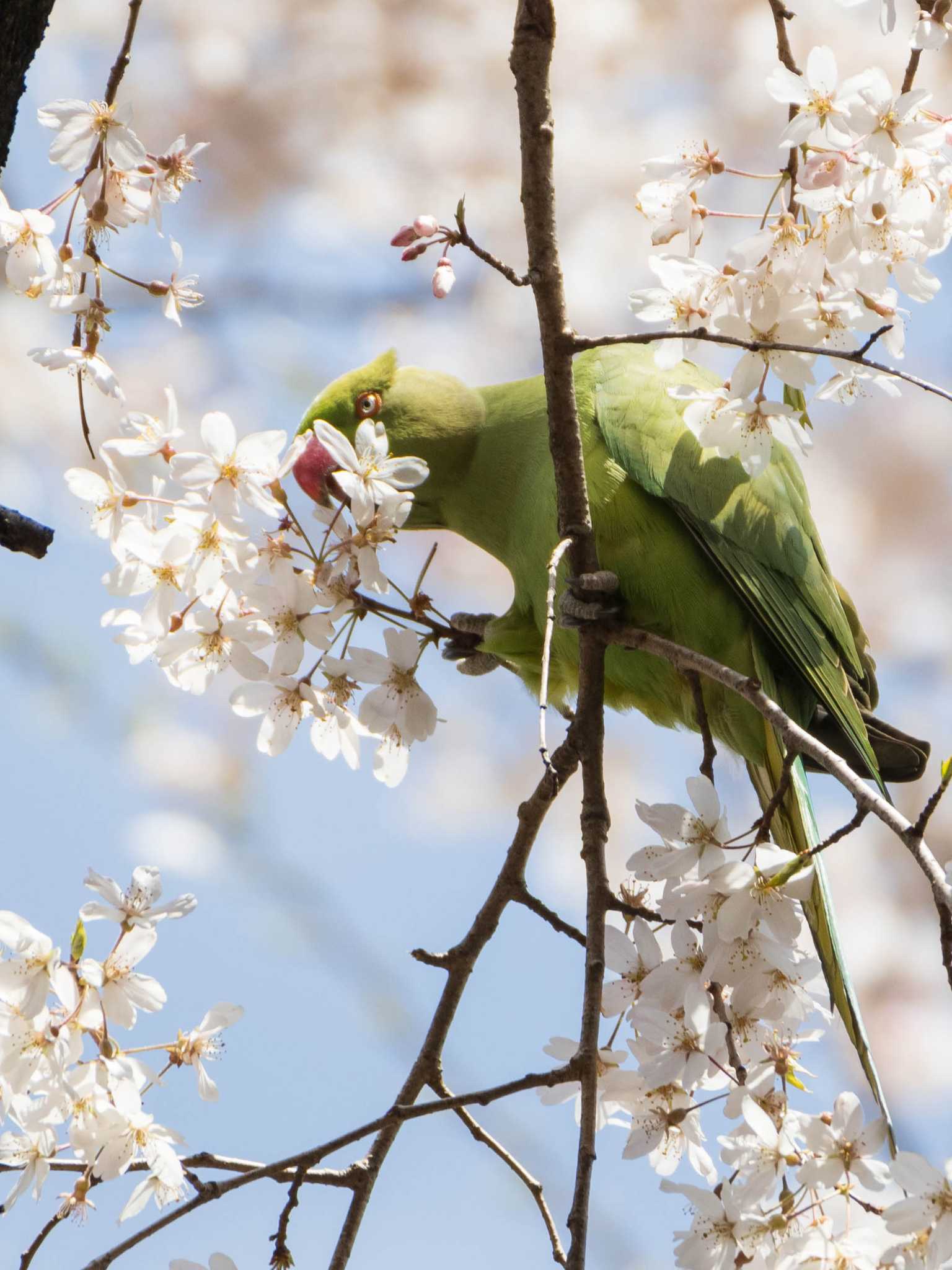 ワカケホンセイインコ