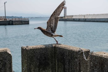 Common Gull 富山県黒部市 Mon, 8/5/2019