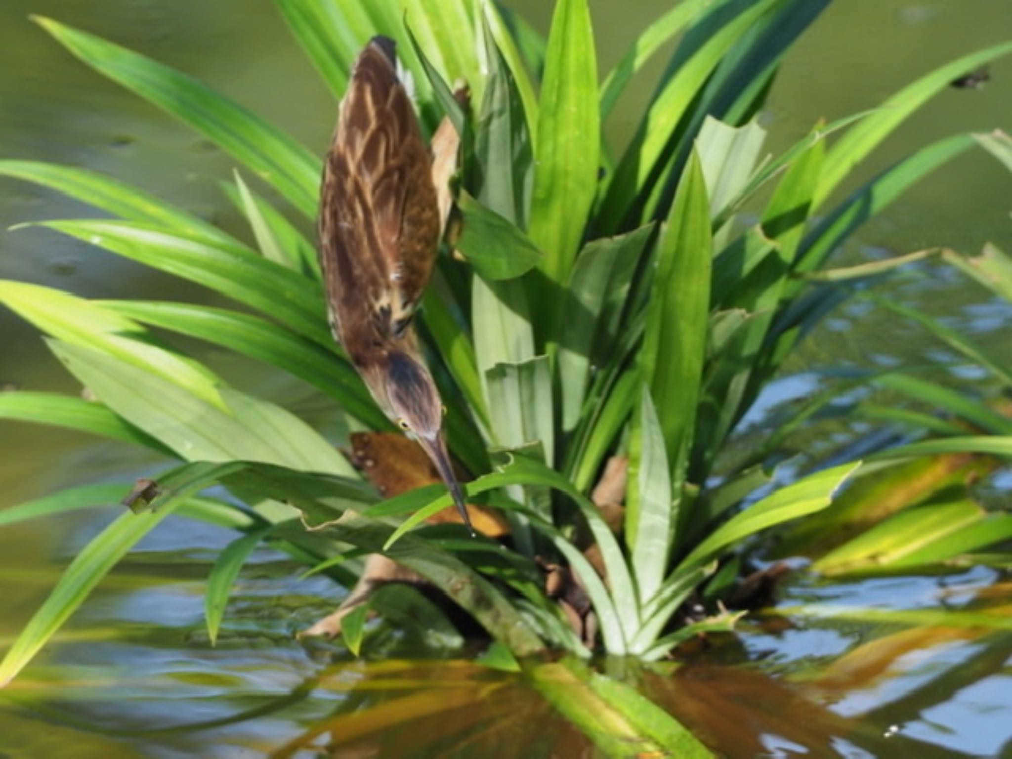 Photo of Yellow Bittern at Singapore Botanic Gardens by T K